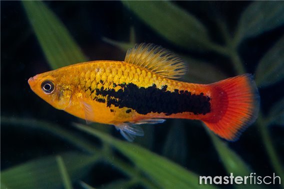 Hawaii Platy