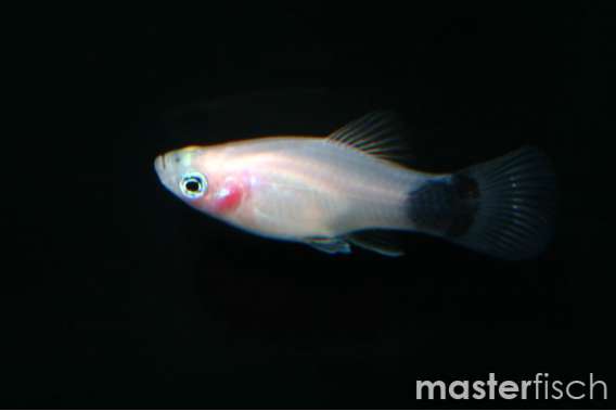 Milk moon Platy
