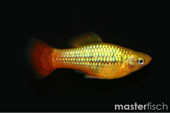 Multi Color Variatus Platy