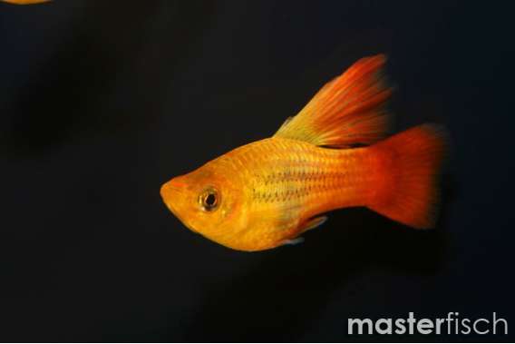 Multi Colour long-fin Variatus Platy