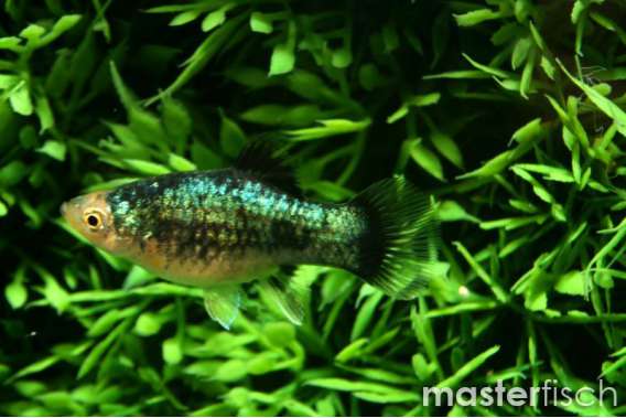 Black Platy