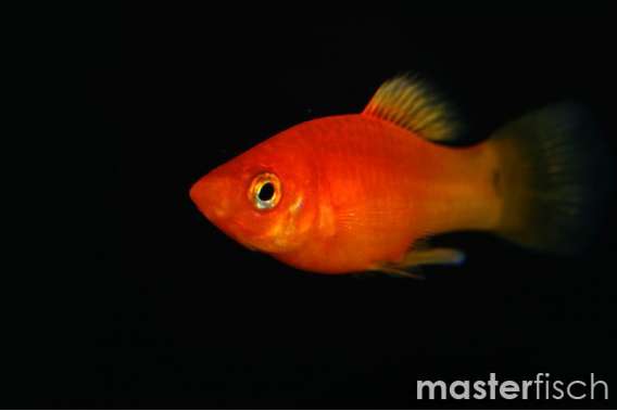 tangerine variatus platy