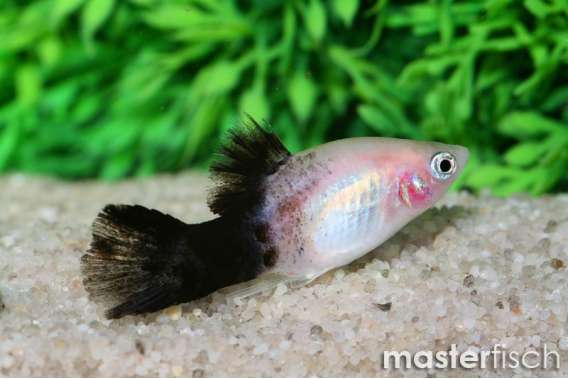 Panda Platy