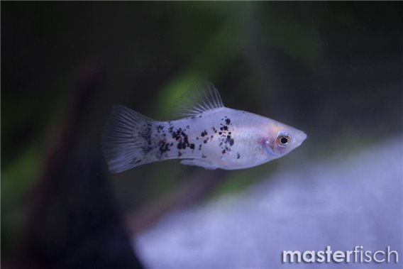 White Pepper Platy