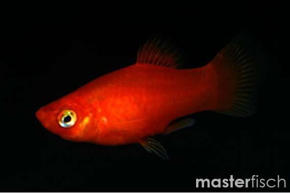 Red Platy
