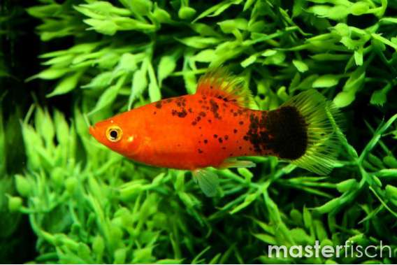 Red Calico Platy