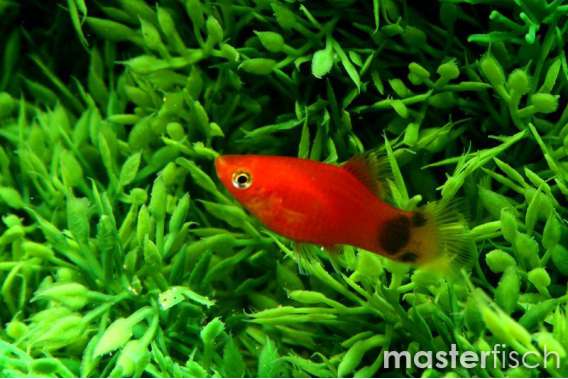 Red mickey mouse Platy
