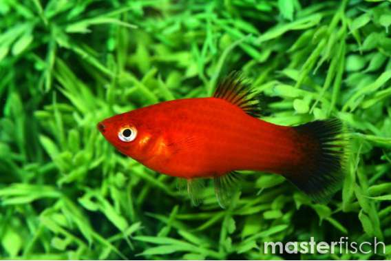 Red wagtail Platy