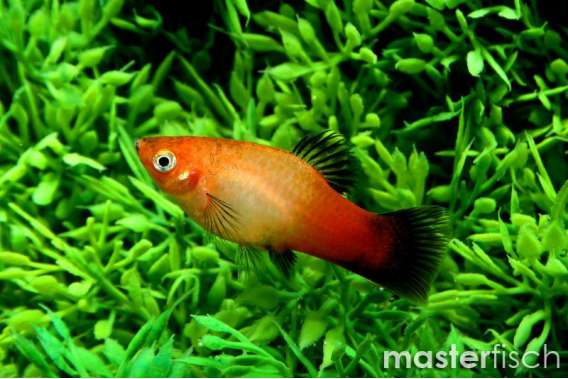 Sunburst wagtail platy