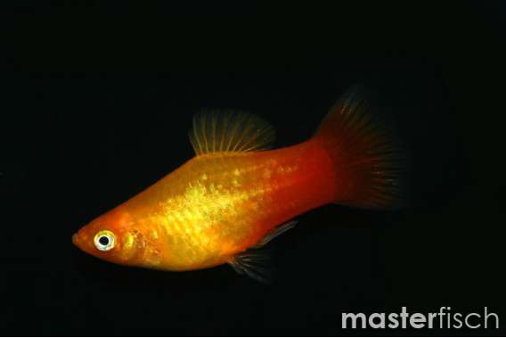 Sunset Platy