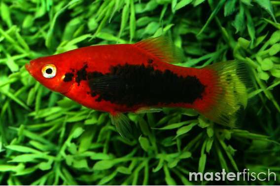 Red tuxedo Platy