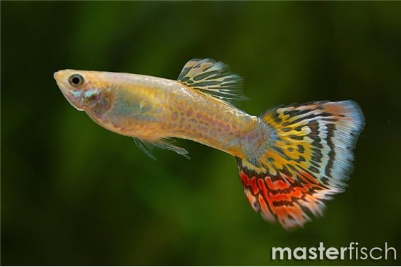 Yellow leopard guppy