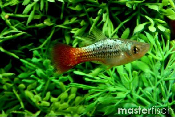 Red Tail variatus Platy