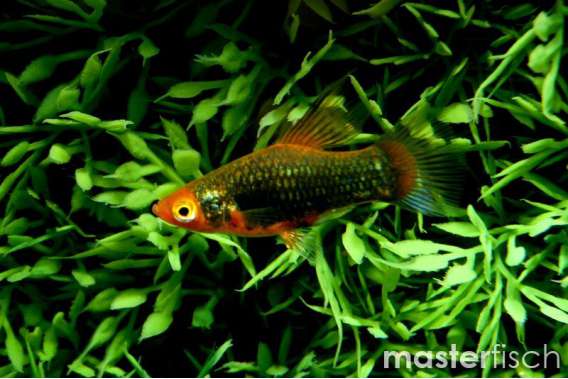 Mix hi-fin Platy