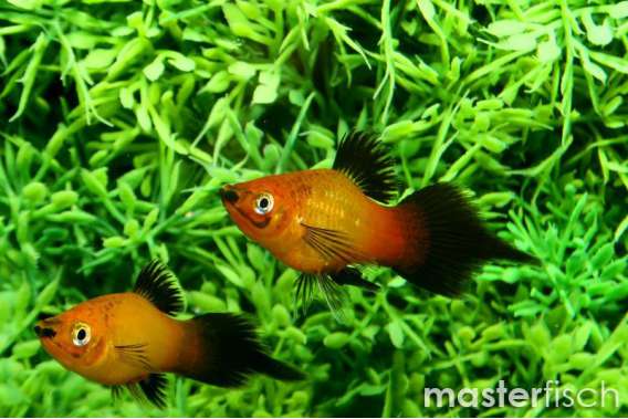 Mix flame Platy