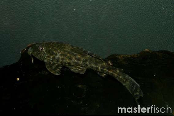 Plecostomus Sucking Cats
