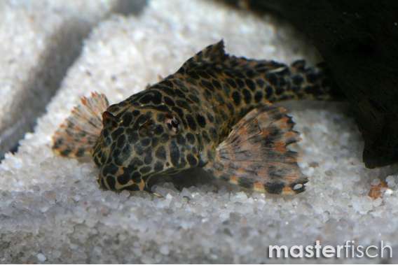 Leopard Sailfin Sucker