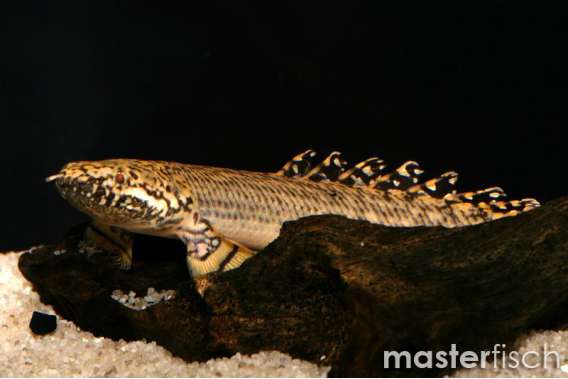 Ornate Bichir