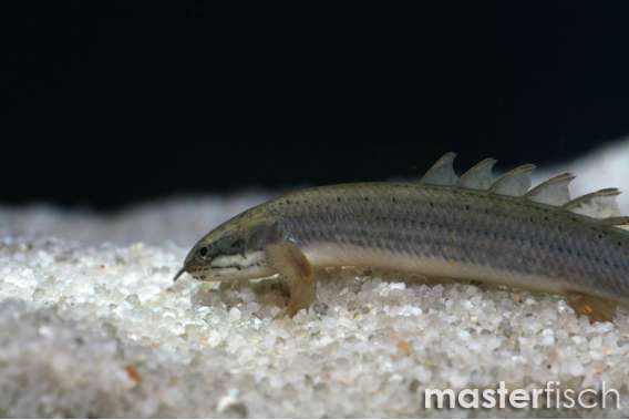 Cuvier'S Bichir