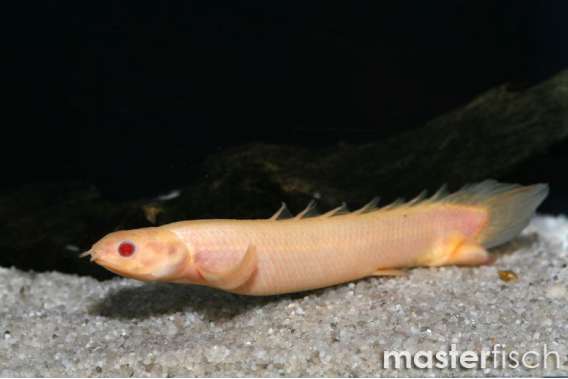 Albino Senegal Bichir