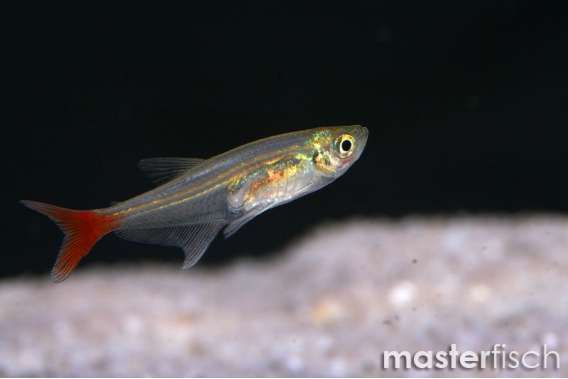 Glass Bloodfin Tetra