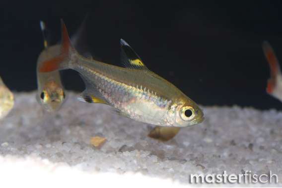 X-ray tetra