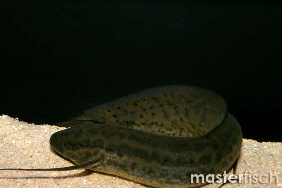 Marbled lungfish