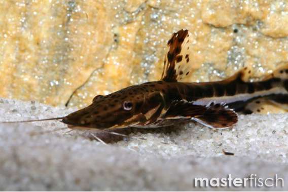 Tiger Shovelnose Catfish