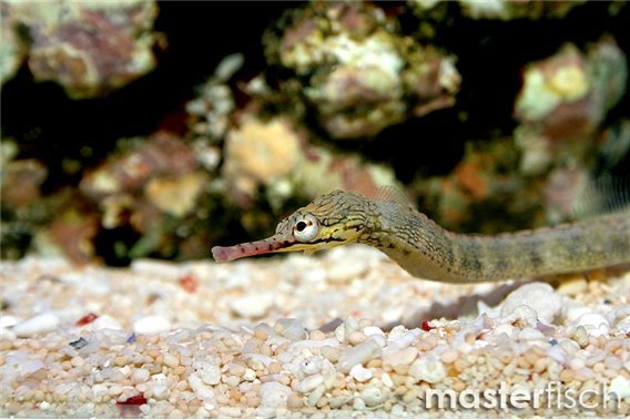 Messmate pipefish