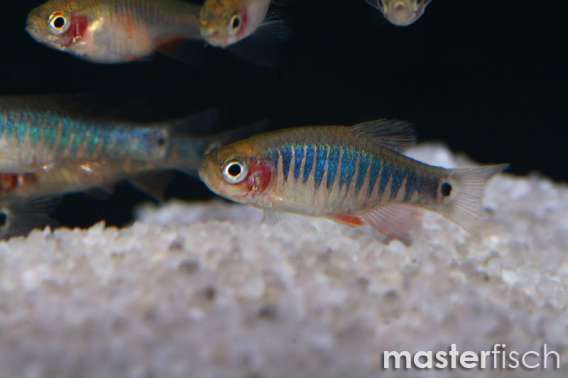 Emerald dwarf rasbora