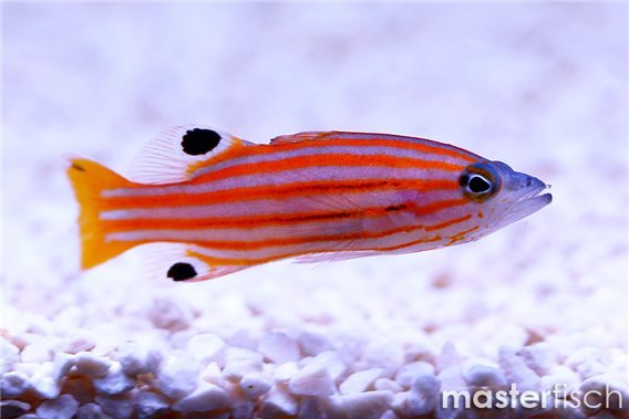Swale's Basslet