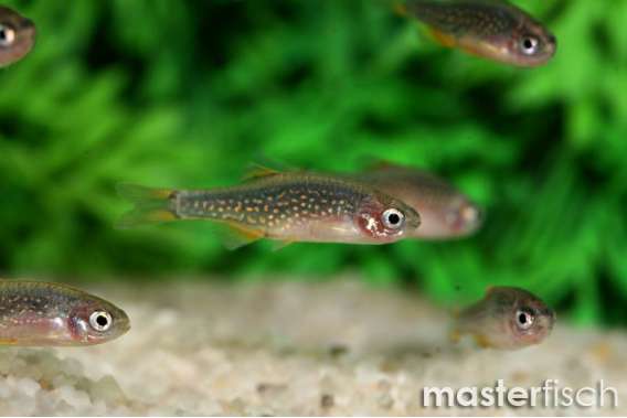Celestial Pearl Danio