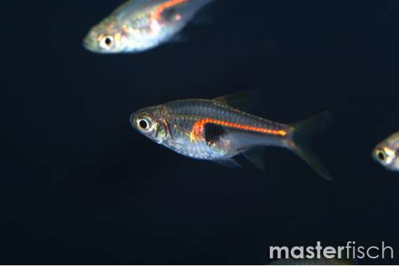 Rasbora Hengeli