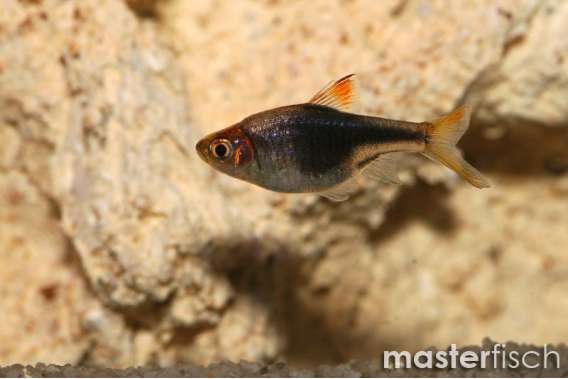 Black Harlequin Rasbora