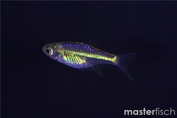 Asia Green Neon Rasbora