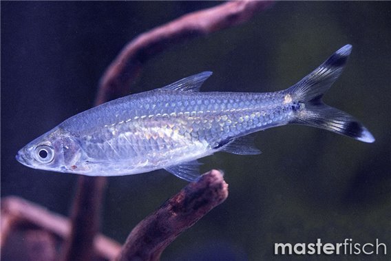 Black Scissor Tail Rasbora