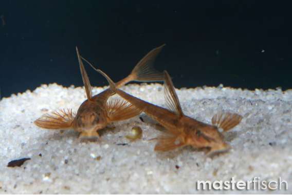 Red lizard Whiptail Catfish