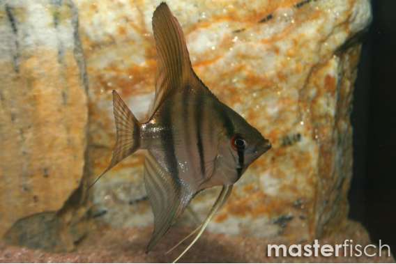 Altum Peruensis Angel (bred)