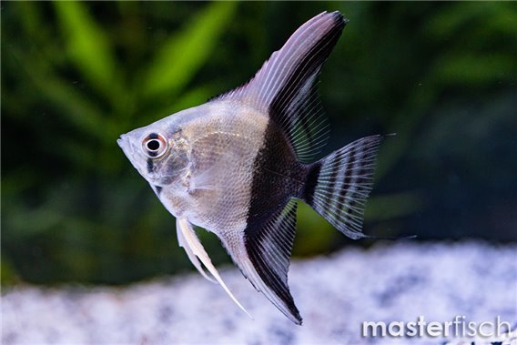 Bicolor Angel
