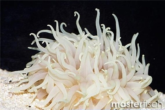 White striped LT anemone