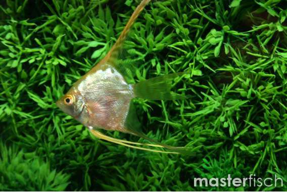 Golden Veiltail Angel