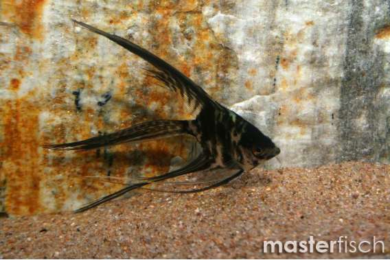Marble Veiltail Angel