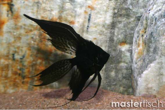 Black Veiltail Angel