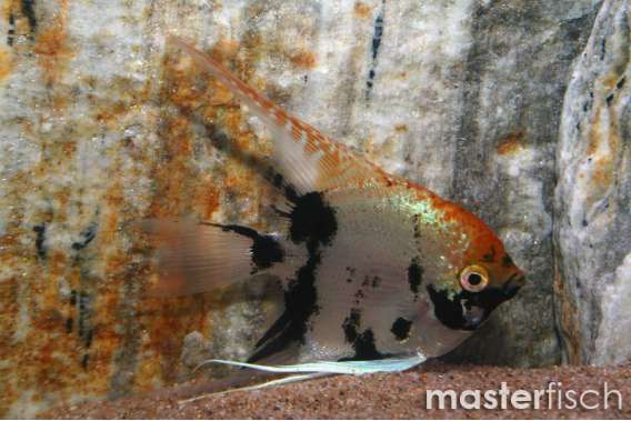 Koi Angel (Tri-Colour)