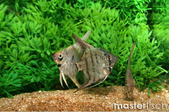 Freshwater angelfish mix