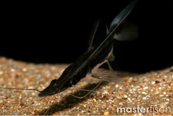 Duckbill catfish