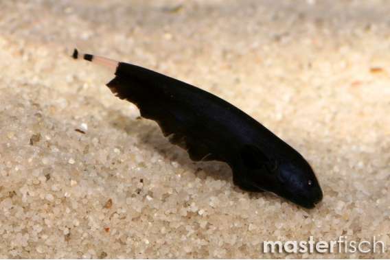 Black Ghost Knife Fish