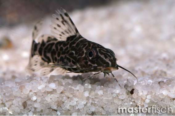 Feather Fin Synodontis