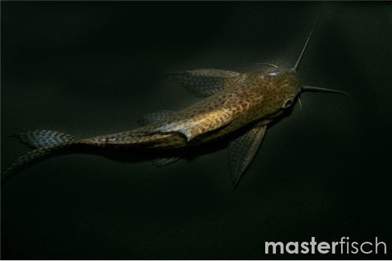 Highfin Synodontis
