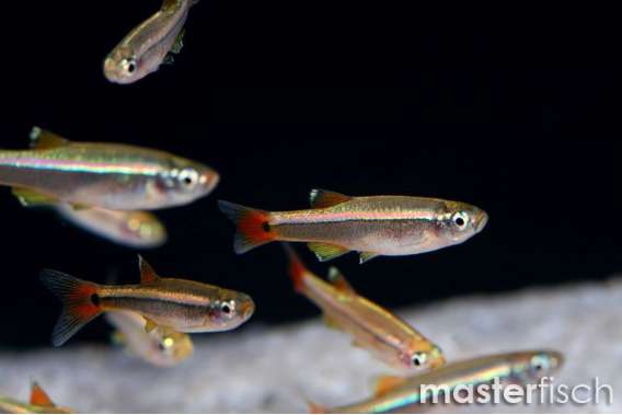 White Cloud Mountain Minnow